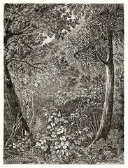 "Hyper detailed and tangled wall of vegetation in Virgin forest, Amur river region. Ancient grey tone etching style art by Catenacci, Le Tour du Monde, 1862