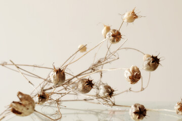 dry brown nigella flower, minimal bohemian flowers