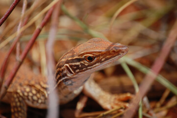 Goana Australia Outback