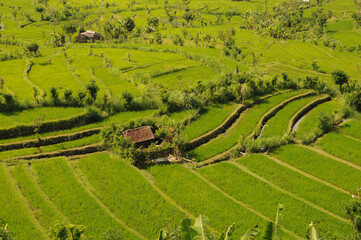 Fototapeta na wymiar Tirta gangga Bali Indonesia Rice fields