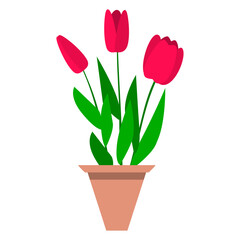 Flower, tulip in a flower pot. Isolated on a white background. Spring. Season. Flat illustration.