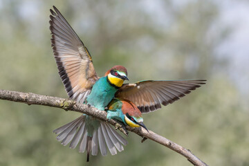 The mating season, European bee eater male courts female (Merops apiaster)