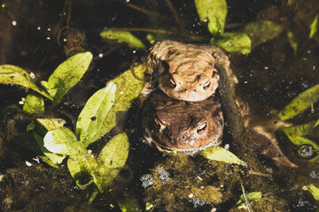 Frösche bei der Fortpflanzung