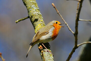 robin with its beak open on a moss covered branch