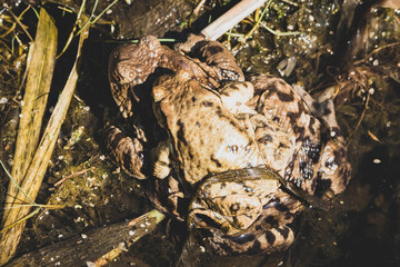 Frösche bei der Fortpflanzung