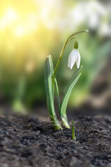 Snowdrop with dew in the morning sun