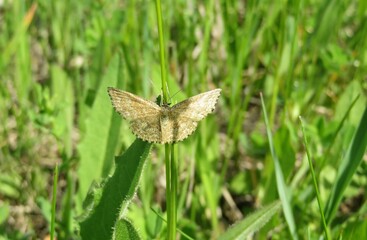 Brown scopula butterfly on grass in the meadow