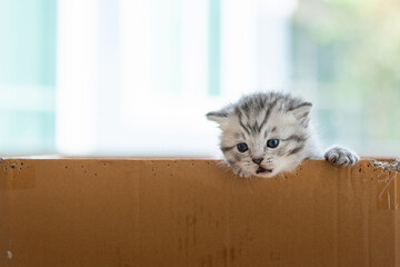 Homeless kitten in box