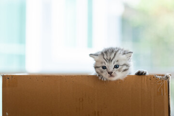 Homeless kitten in box