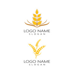 Agriculture wheat vector icon design