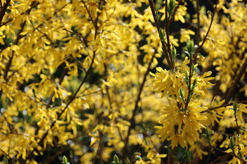 Naklejka na ściany i meble Flowering yellow bush. Spring.