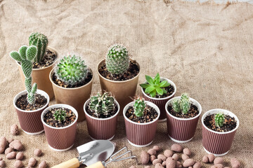 Cactus and succulent plants collection in paper cups. Home garden