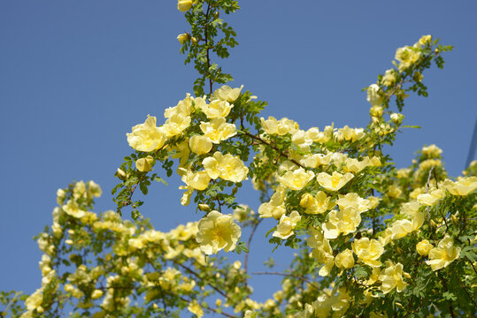 detail of a rosa xanthina or yellow rose, or Manchu rose, 'Canary Bird' cultivar in bloom against a blue sky