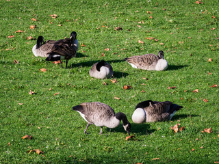 oies à la Base de Loisirs de Verneuil-sur-Seine dans les Yvelines en France