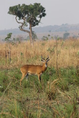 Beautiful African Wildlife 