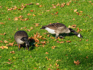 oies à la Base de Loisirs de Verneuil-sur-Seine dans les Yvelines en France