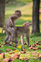 Fototapeta premium Rear view of couple love monkey in nature in Khao Yai National Park, Thailand.