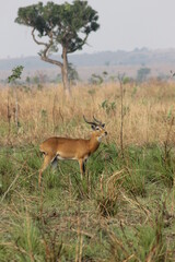 Beautiful African Wildlife 