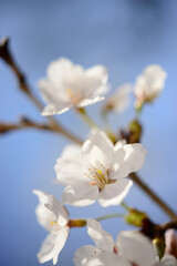 close up of white blossoms in spring