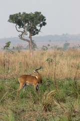 Beautiful African Wildlife 