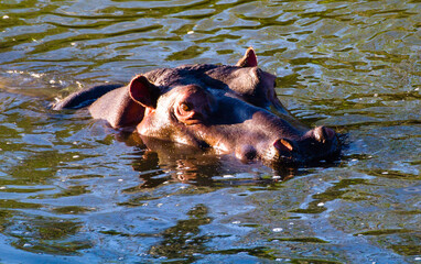 Single Hippo in the water and watching