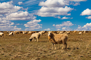flock of sheep grazing in the steppe
