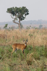Beautiful African Wildlife 