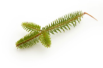 fir tree branch on a white background