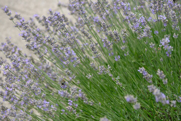 garden lavender border