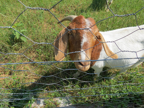Brown and white fur goat looking at the camera behind a wire fence in the field