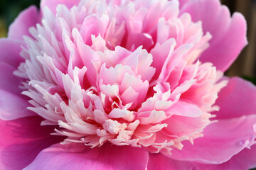 Pink peony flower in the rays of the evening sun. Abstract background, postcard, poster. Close-up. Selective focus.