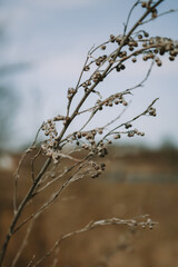 branches of a tree