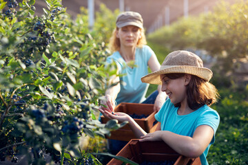 Mother and daughter picking blueberries on a organic farm - family business concept.