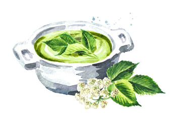 Green  Aegopodium podagraria or ground elder vegetarian cream soup, Watercolor hand drawn illustration, isolated on white background