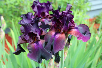 purple iris flower