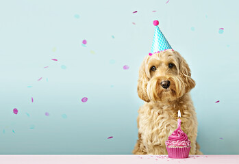 Dog with birthday cake and confetti