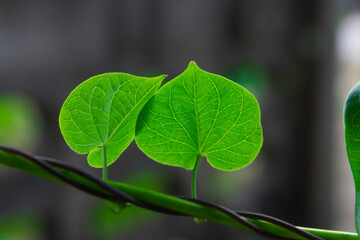 Fototapeta na wymiar Green leaf pattern on the surface 