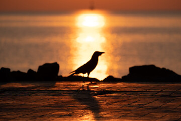 A silhouette bird was walking on the beach in the morning and sunrise behind its