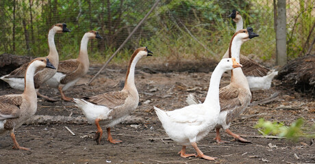 group of geese on rural farm. (Anser cygnoides)