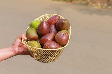Fresh avocados in a basket where women trade fruit in rural Thailand look delicious. The fruit has many health benefits and is famous for its medical practice.