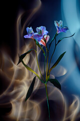 Alstroemeria colored by light and improvisation by multicolored light  on a black background. 