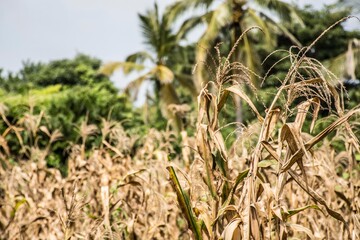 plantación de maíz