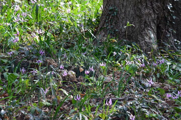 春の木漏れ日を浴びて美しく咲くカタクリ