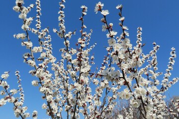 Blossoming apricot tree in the garden on blue sky background