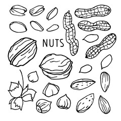 Hand drawn vector nut set. Doodle Linear sketch. Pistachios, Walnut, Almond, Hazelnut, Peanut. Organic, fresh cooking, healthy diet ingredient. For label template, packaging, farm market emblem design