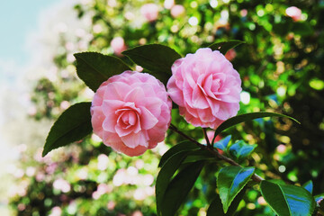 Camellia japonica 'Pink Perfectioni' in flower