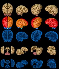 100 megapixels set - human brain with xray examination style image and colored zones isolated, medical study concept - digital hi-res medical 3D illustration