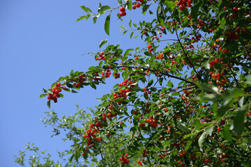 ripe and semi-ripe sour, tart, or dwarf cherries on branches against a blue sky