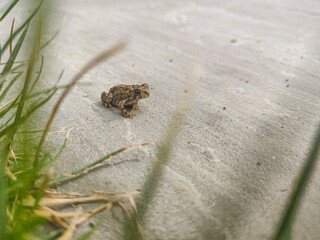 A small brown toad/frog perched on a patio in Ontario, Canada