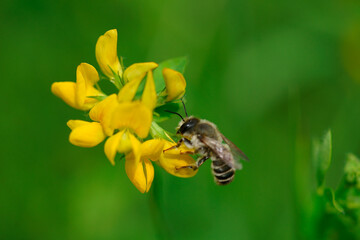 Small bee on a flower in the evening sun